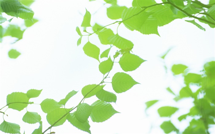 Листья, зеленый, боке, лето обои,s изображение