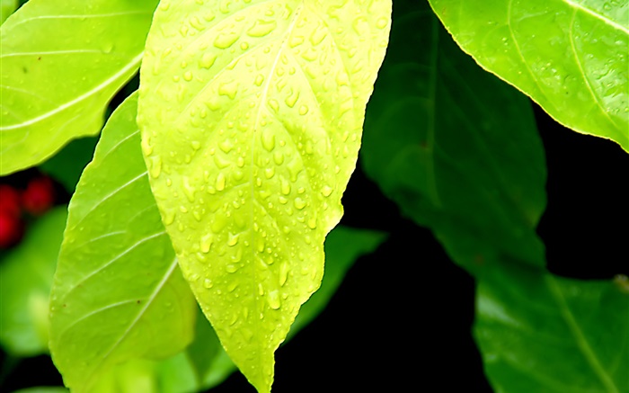 Светло-зеленые листья, капли воды обои,s изображение