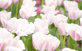 Светло-розовые тюльпан цветы