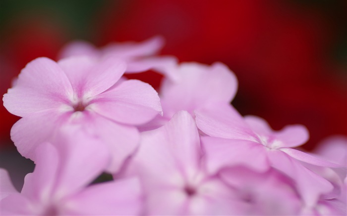 Светло-фиолетовые цветы лепестки обои,s изображение