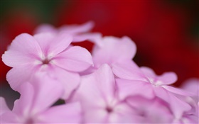 Светло-фиолетовые цветы лепестки
