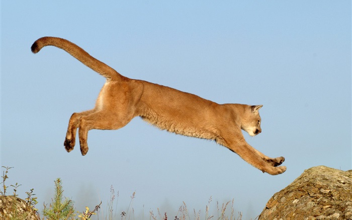 Львица прыжки обои,s изображение