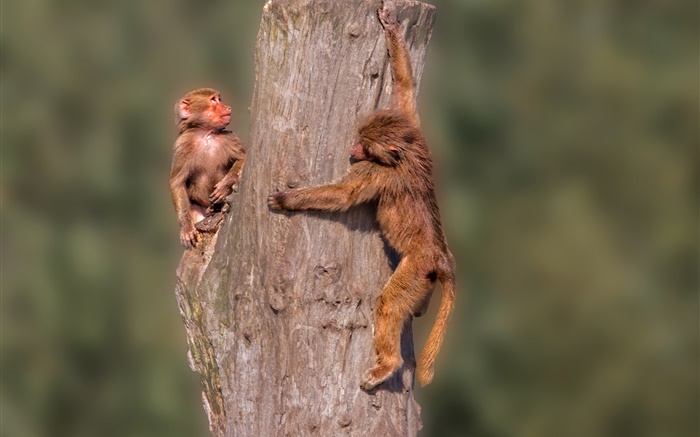 Маленькие обезьяны, пней обои,s изображение