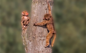 Маленькие обезьяны, пней HD обои