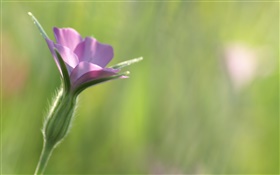 Маленький фиолетовый цветок крупным планом, зеленый фон HD обои