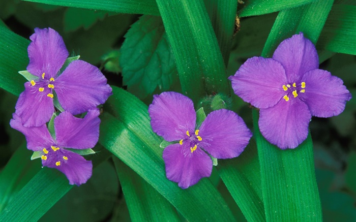 Маленькие фиолетовые цветы, три или четыре лепестки, зеленые листья обои,s изображение