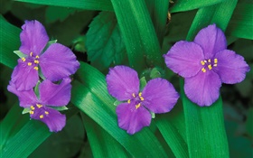Маленькие фиолетовые цветы, три или четыре лепестки, зеленые листья HD обои