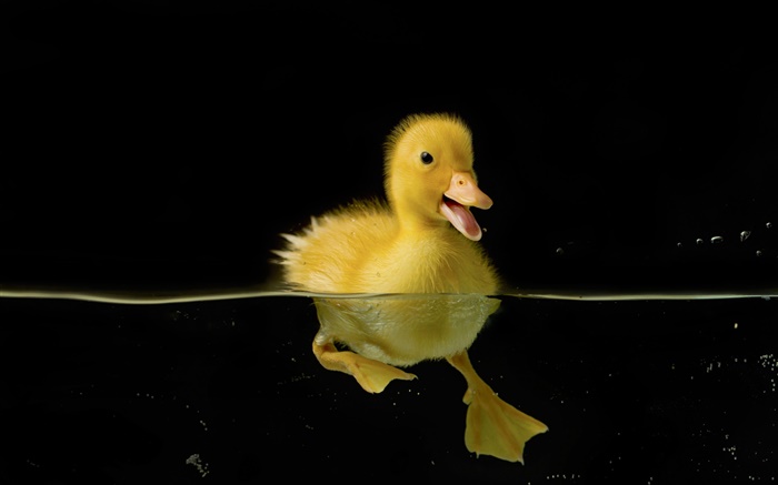 Маленькая желтая утка в воде обои,s изображение