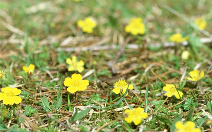 Маленькие желтые полевые цветы, земля, трава обои,s изображение