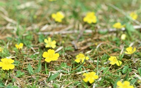 Маленькие желтые полевые цветы, земля, трава