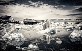 Одинокий медведь, снег, море, креативные фотографии HD обои