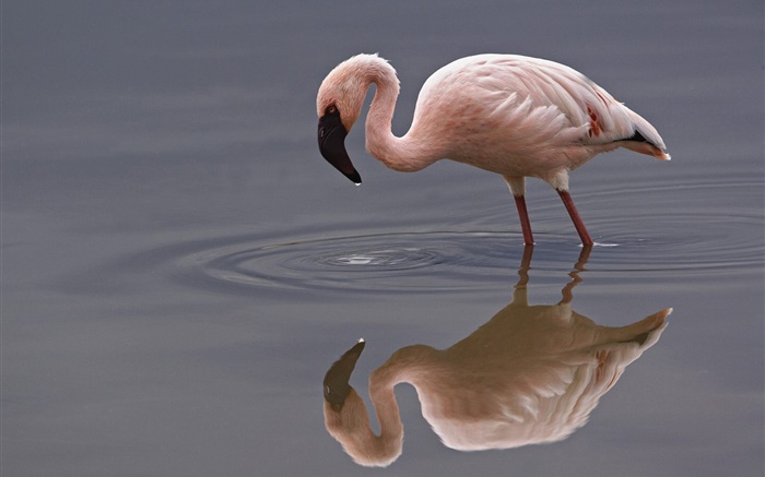 Одинокий фламинго обои,s изображение