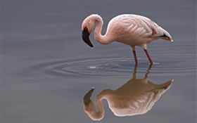 Одинокий фламинго