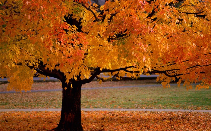 Одинокое дерево, осень, желтые листья обои,s изображение