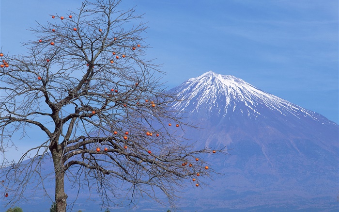 Одинокое дерево, фрукты, горы Фудзи, Япония обои,s изображение