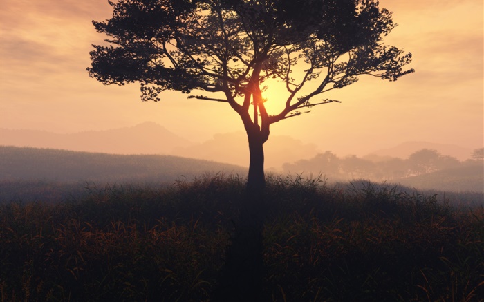 Одинокое дерево, восход солнца, трава, рассвет, туман обои,s изображение