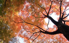 Посмотрите, чтобы увидеть, клен, желтые и красные листья, осень HD обои