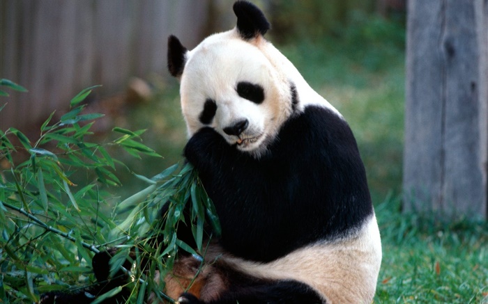 Прекрасный панды едят бамбук обои,s изображение