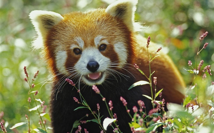 Милые красные панды обои,s изображение