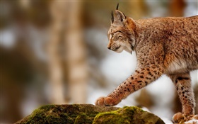 Lynx охота, хищник, камни HD обои