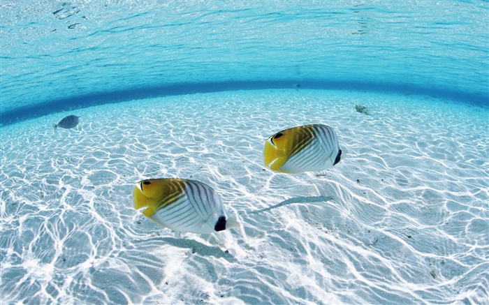 Мальдивские о-ва, тропические рыбы-клоуна, мелководье, море обои,s изображение