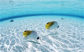 Мальдивские о-ва, тропические рыбы-клоуна, мелководье, море HD обои