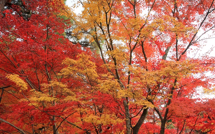 Кленовый лес, деревья, красный цвет листья, осень обои,s изображение