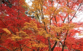 Кленовый лес, деревья, красный цвет листья, осень HD обои