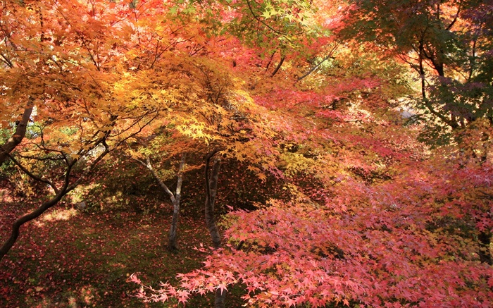 Кленовый лес, деревья, красные листья, осень обои,s изображение