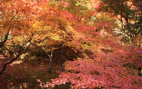 Кленовый лес, деревья, красные листья, осень