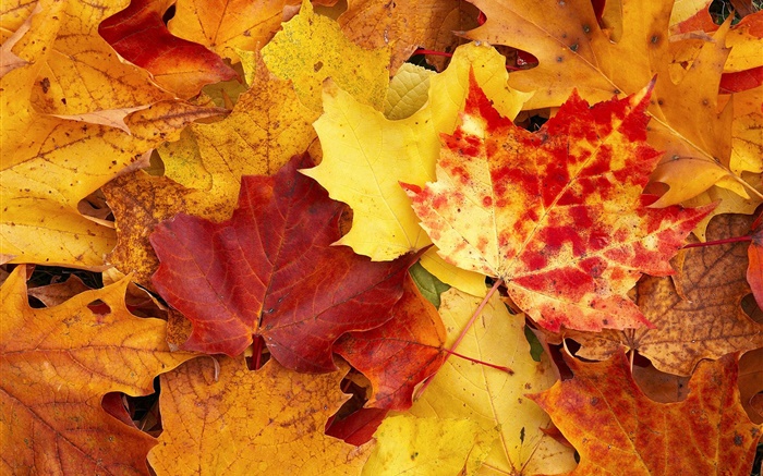 Листья клена, красный и желтый, осень обои,s изображение