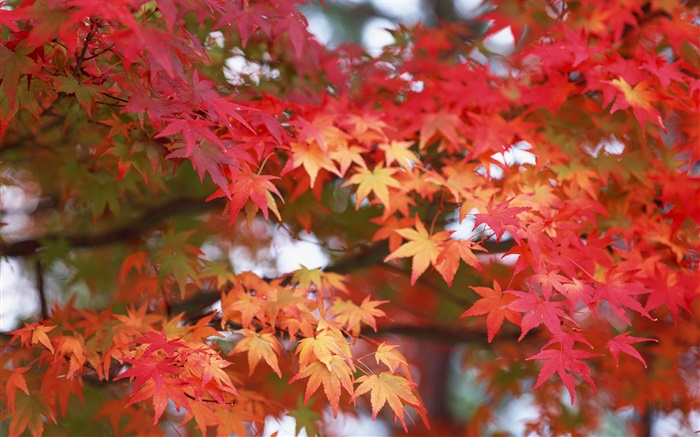 Листья клена, красного цвета, осень обои,s изображение