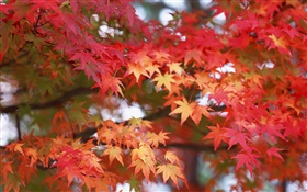 Листья клена, красного цвета, осень HD обои