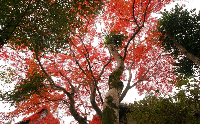 Клена смотреть вверх, красные листья, осень, дом обои,s изображение