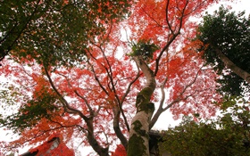 Клена смотреть вверх, красные листья, осень, дом