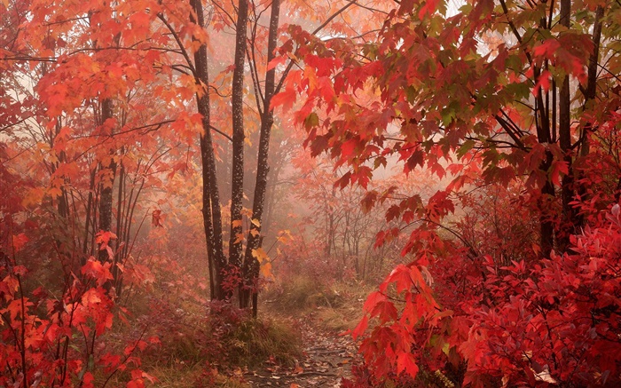 Деревья клена, лес, красные листья, осень обои,s изображение
