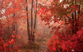 Деревья клена, лес, красные листья, осень HD обои