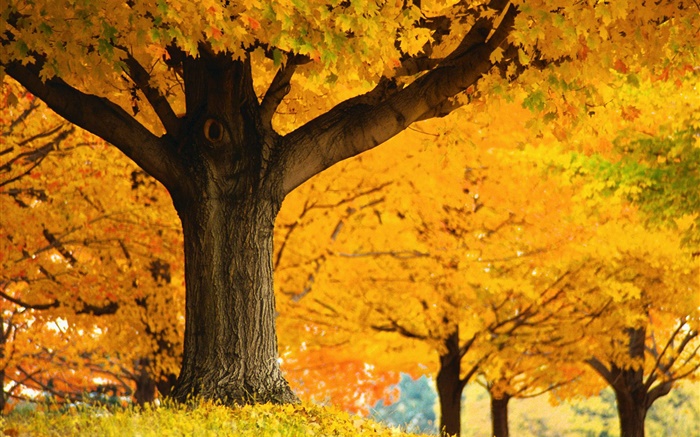 Деревья клена, желтые листья, земля, осень обои,s изображение