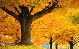 Деревья клена, желтые листья, земля, осень