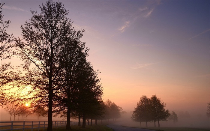 Утро, туман, деревья, дороги, восход солнца обои,s изображение