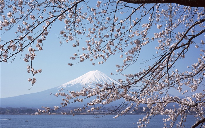Гора Фудзи, Япония, вишня цветы, море, лодка обои,s изображение