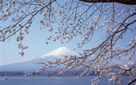 Гора Фудзи, Япония, вишня цветы, море, лодка HD обои