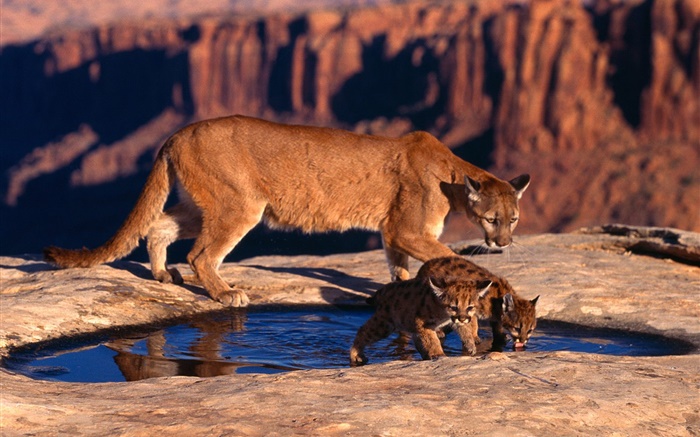 Горный лев, мать и тигрята обои,s изображение