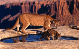 Горный лев, мать и тигрята HD обои