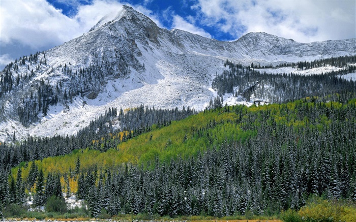 Горы, снег, лес, деревья обои,s изображение