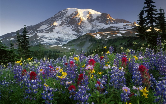 Горы, полевые цветы обои,s изображение