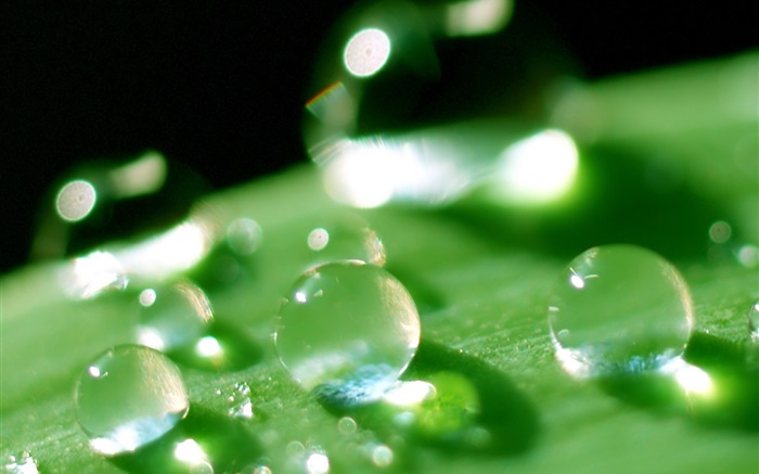 Природа Лист Макрос крупным планом, роса, зеленый обои,s изображение