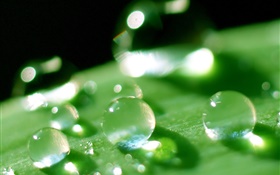 Природа Лист Макрос крупным планом, роса, зеленый HD обои