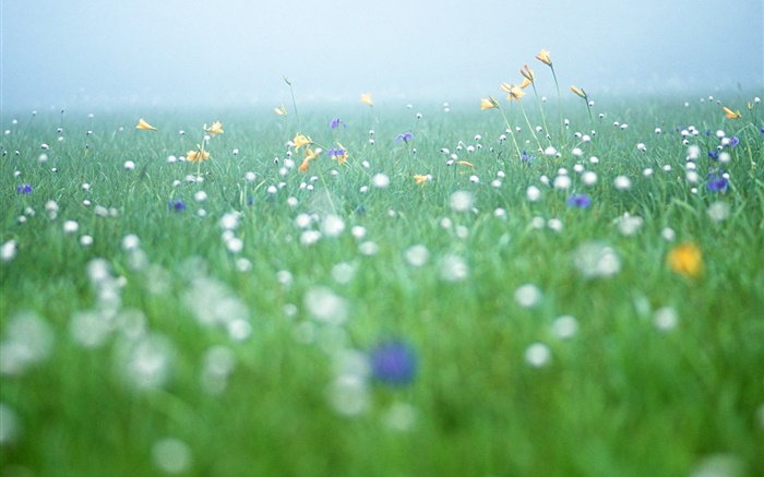 Природа пейзажи, трава, полевые цветы обои,s изображение