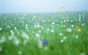 Природа пейзажи, трава, полевые цветы HD обои